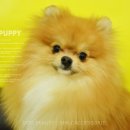 헬로펫샵 이미지