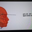 THE NERVOUS SYSTEM 두통, 편두통 이미지