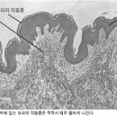 피부와 비타민 C.. 이미지