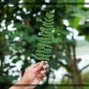 [덕계]웰다잉지도사 2급 | 자연과 함께하는 직업, 산림치유지도사 2급 자격증 취득 가이드 🌿