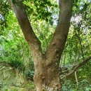 제주 삼도파초일엽 자생지 이미지