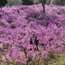 봉선사[부평-2] | 원미산 진달래, 온 산이 진 분홍 빛으로 물결치는 원미산