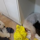 달이네 애견미용실 이미지