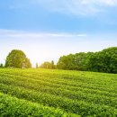 대행농장 이미지