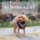 제주 와싱톤 | 제주 애견동반 숙소 ) 반려견동반펜션 5군데 후기 및 추천