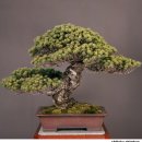 나이 550살, 세계 최고령 분재 나무 이미지