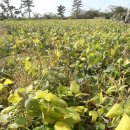 하귤과보리 이미지