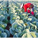 한농 농산물 이미지