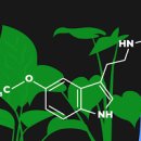 멜라토닌 효과 부작용 식물성 멜라토닌 음식 이미지