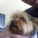 핑크강아지 이미지