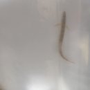 여울목 아쿠아 이미지