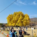 반계초등학교 병설유치원 | 원주 문막 반계리 은행나무. 제 167호 천연기념물. 노랗게 물든 은행나무가 굳건히 지키고 있다.