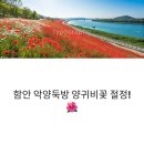 함안역 | 경남 함안 악양둑방 양귀비꽃 90% 개화!
