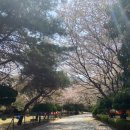 화지 셀프세차장 | [부산 벚꽃길]벚꽃 보러 오는 등산 코스!(피크닉장소) 화지산/화지공원