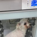 개 이쁘개 네이버블로그