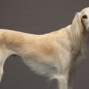 펫더헤븐 이미지