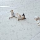 개스트룸 이미지