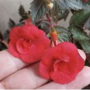 흰솔잎도라지, 데지레, 흰겹칼리브라코아, 홍학제비꽃,엘리스윈터제비꽃,모나라벤더 1분 이미지