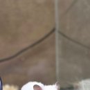 몬스타주 이미지