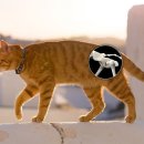 닥터펫동물의료센터 이미지