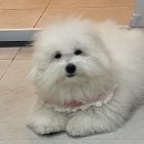 멍줍강아지산책유치원 이미지