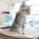 광주 고양이분양 브로스펫 이미지