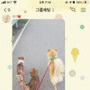 AK동물병원 네이버블로그