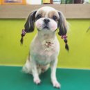 강사모백화점 네이버블로그