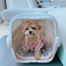 티거야 사랑해 초곡점 이미지