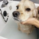 블라썸펫 이미지