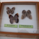 먹거리마당 Daum카페
