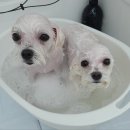 댕이쌀롱 이미지