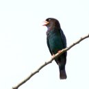 아리랑이발관 이미지