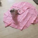 플리밍고