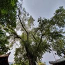 중국 [광저우자유여행 가볼만한곳] 진가사 광효사 식물원 백운공원 영불 사면조계지 이미지