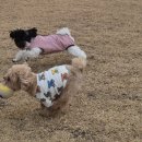 호야별 애견유치원 이미지