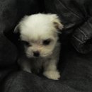 화이트애플 이미지