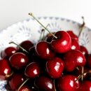 체리애견 이미지