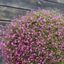 블루 아리아 이미지