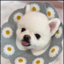 부산애견미용 이미지