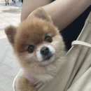 단콩 이미지