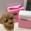 합성견인 | 반려견패드 추천 냄새 없고 즉시 흡수되는 강력 배변패드