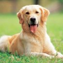 애견&만들기 이미지