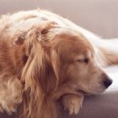 아이사랑동물병원 건강검진센터 이미지