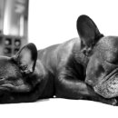 김성록동물병원 이미지