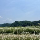 공주 6월 가볼만한곳 금강공원 미르섬 샤스타데이지 만개