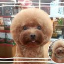 네모강아지 이미지