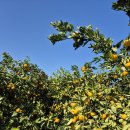 일진농장 이미지