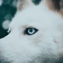 보듬동물병원 이미지