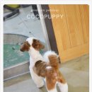 바오펫샵 이미지